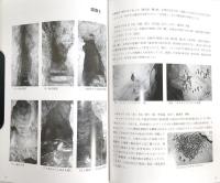 コウモリの世界