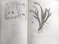 リンネと博物学 : 自然誌科学の源流 平成6年度特別展図録