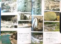 仁淀川-その自然と魚たち : 開発の中に生きるようす