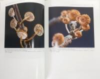 南西日本菌類誌：軟質高等菌類