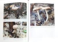 南西日本菌類誌：軟質高等菌類