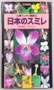 日本のスミレ