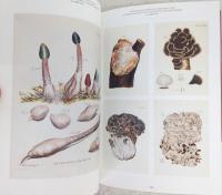 きのこ絵 = MUSHROOM BOTANICAL ART