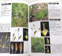 カヤツリグサ科入門図鑑