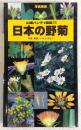 日本の野菊