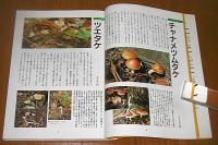 きのこ : 採りかた&料理とその効果