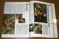 きのこ : 採りかた&料理とその効果