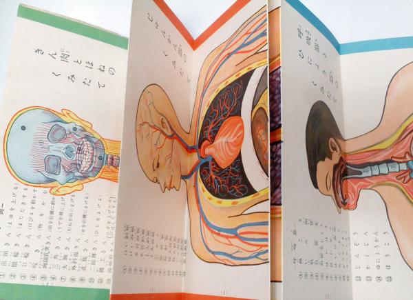 図鑑 からだの働き （六年の学習 第九巻第二号 昭和29年5月号付録