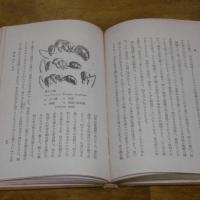 蟻
