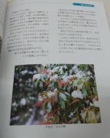 わたしたちの町夜須・植物　(社会科副読本・資料編)