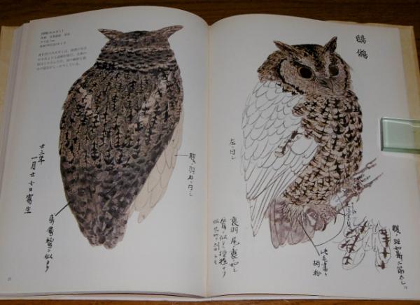 川合玉堂　裏山写生 川合玉堂写生帖 花鳥編 / 古本、中古本、古書籍の通販は「日本の