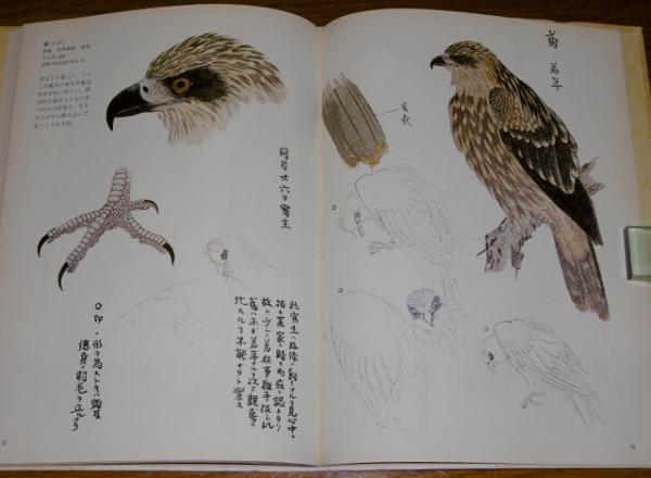川合玉堂　裏山写生 川合玉堂写生帖 花鳥編 / 古本、中古本、古書籍の通販は「日本の