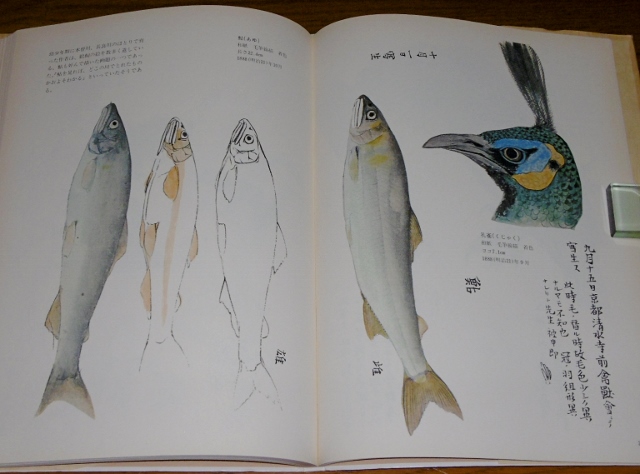 川合玉堂： 写生画巻｜没後60周年記念展＠山種美術館