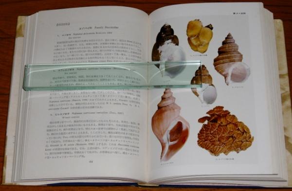 原色世界貝類図鑑(波部忠重, 伊藤潔 共著) / 古本、中古本、古