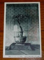 絵葉書　「得月楼本店鉢梅絵葉書　５枚組　(戦前)」　