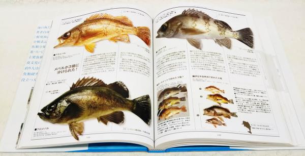 海の魚大図鑑 釣りが 魚が 海が もっと楽しくなる 石川皓章 著 隔週刊つり情報編集部 編 瀬能宏 監修 古本 中古本 古書籍の通販は 日本の古本屋 日本の古本屋