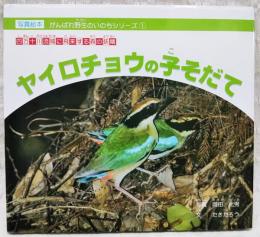 ヤイロチョウの子そだて : 四万十川流域に飛来する森の妖精 : 写真絵本