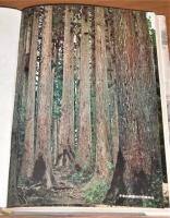 魚梁瀬千本山保護林