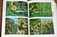 原色日本帰化植物図鑑