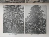 南洋真事情