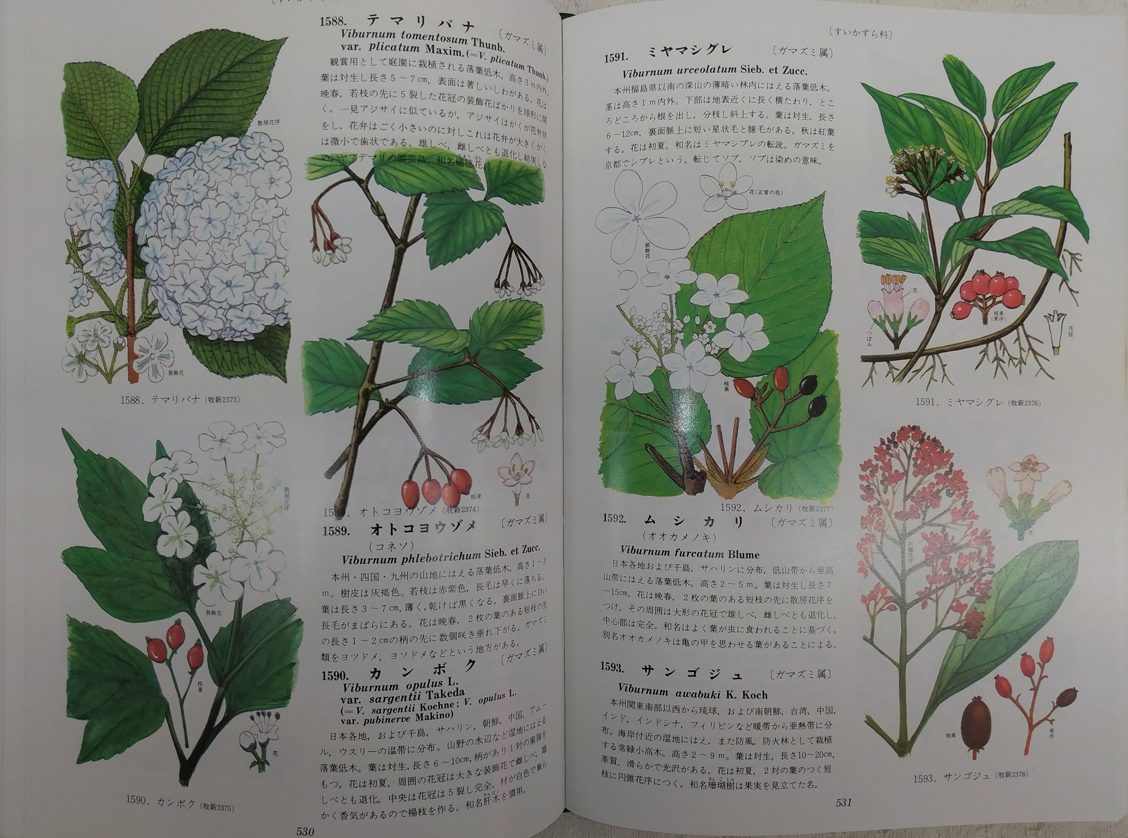 原色牧野植物大図鑑 2冊 （３版と初版）【値下：→→】-