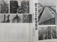 県民グラフ　No.100　(救われるトマト栽培農家：根腐れ病研究…ほか)　(高知県)