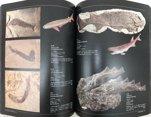 特別展生命大躍進 : 脊椎動物のたどった道 : Leaps in Evolution