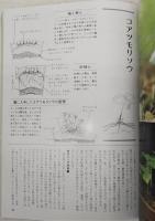 小型野生ランの栽培