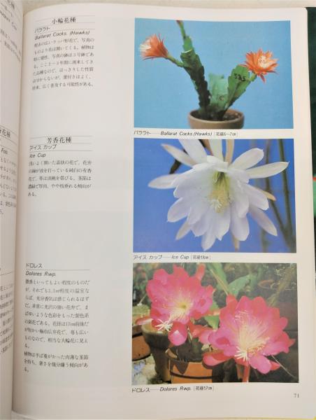 ４番　アキコ　 孔雀サボテン港まつり m61674331835_1.jpg?1748965826