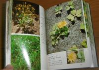 北海道植物教材図鑑 : 野の花