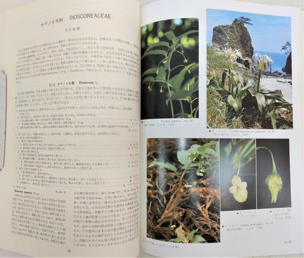 日本の野生植物 草本 全3巻揃い(1、単子葉類/2、離弁花類/3、合弁花類 日本の野生植物 草本 全3巻揃い(1、単子葉類/2、離弁花類/3、合弁花類