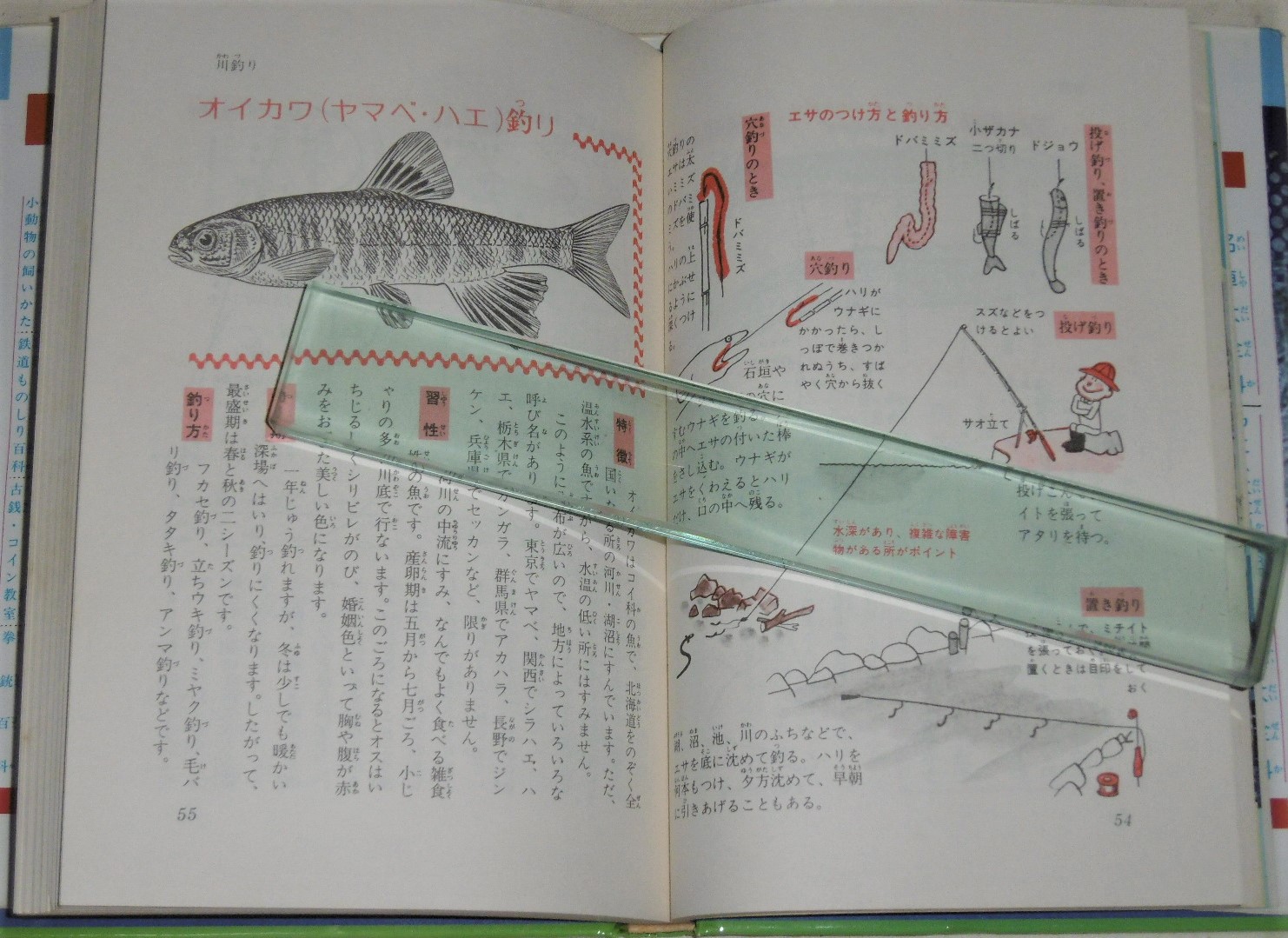 釣り入門 (カラー版ジュニア入門百科)(井上博司) / 古本、中古本