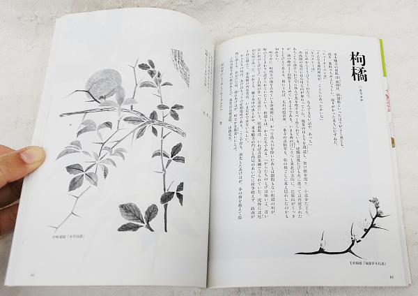 四季花ごよみ 草木花の歳時記 春・夏・秋・冬・別巻 全5冊