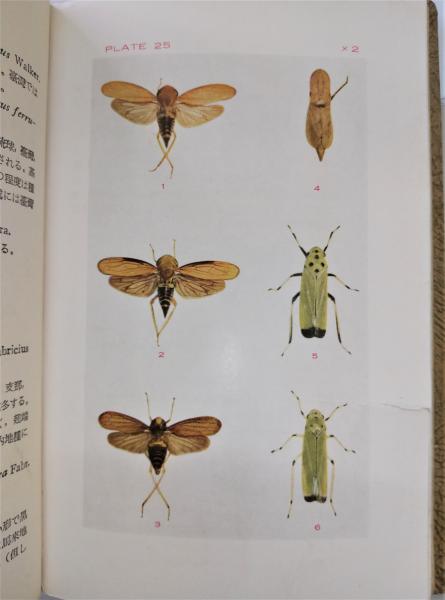 輸入本】タイ語の鱗翅目専門書【図鑑】 輸入本】タイ語の鱗翅