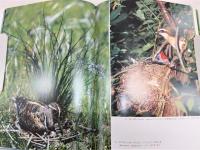 野の鳥の四季 : 高野伸二写真集