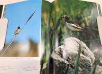 野の鳥の四季 : 高野伸二写真集