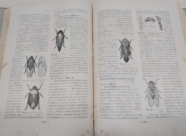 昆虫の分類(素木得一 著) / 古本、中古本、古書籍の通販は「日本