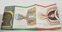図鑑　からだの働き　（六年の学習　第九巻第二号 昭和29年5月号付録）