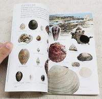 海辺で拾える貝ハンドブック