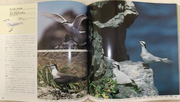 日本の野鳥 | 高野 伸二【編】 | 山と渓谷社 | ¥1,650 - 日本の古本屋