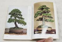 松柏盆栽