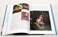 Malaysian Butterflies ～an introduction