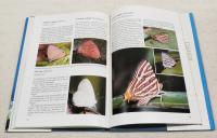 Malaysian Butterflies ～an introduction