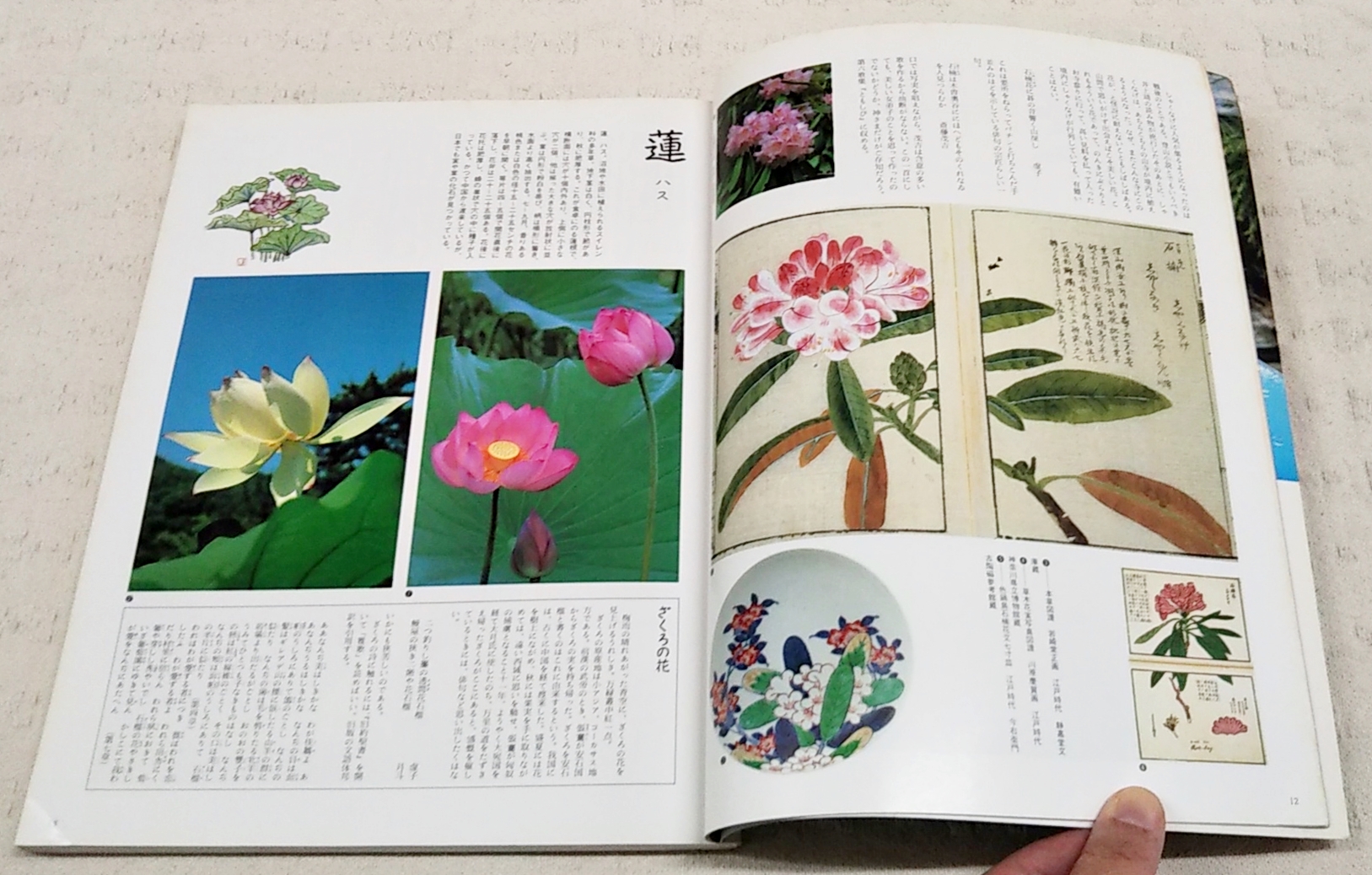 花の図譜 全4巻揃い（春夏秋冬） 太陽シリーズ / 古本、中古本