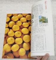とさのかぜ　VOL.30 食の号　（野村米子 高知市中央卸売市場のむら食堂/季節からの電話・ゆず/宮川逸雄/去りゆく技・碁石茶/この町・窪川町/勝手に重要文化財・ぼうしパン/土佐ことわざ風土記　ほか）