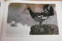 雷鳥 : 日本アルプスに生きる 水越武写真集