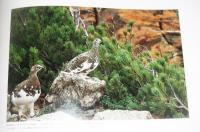 雷鳥 : 日本アルプスに生きる 水越武写真集