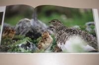 雷鳥 : 日本アルプスに生きる 水越武写真集