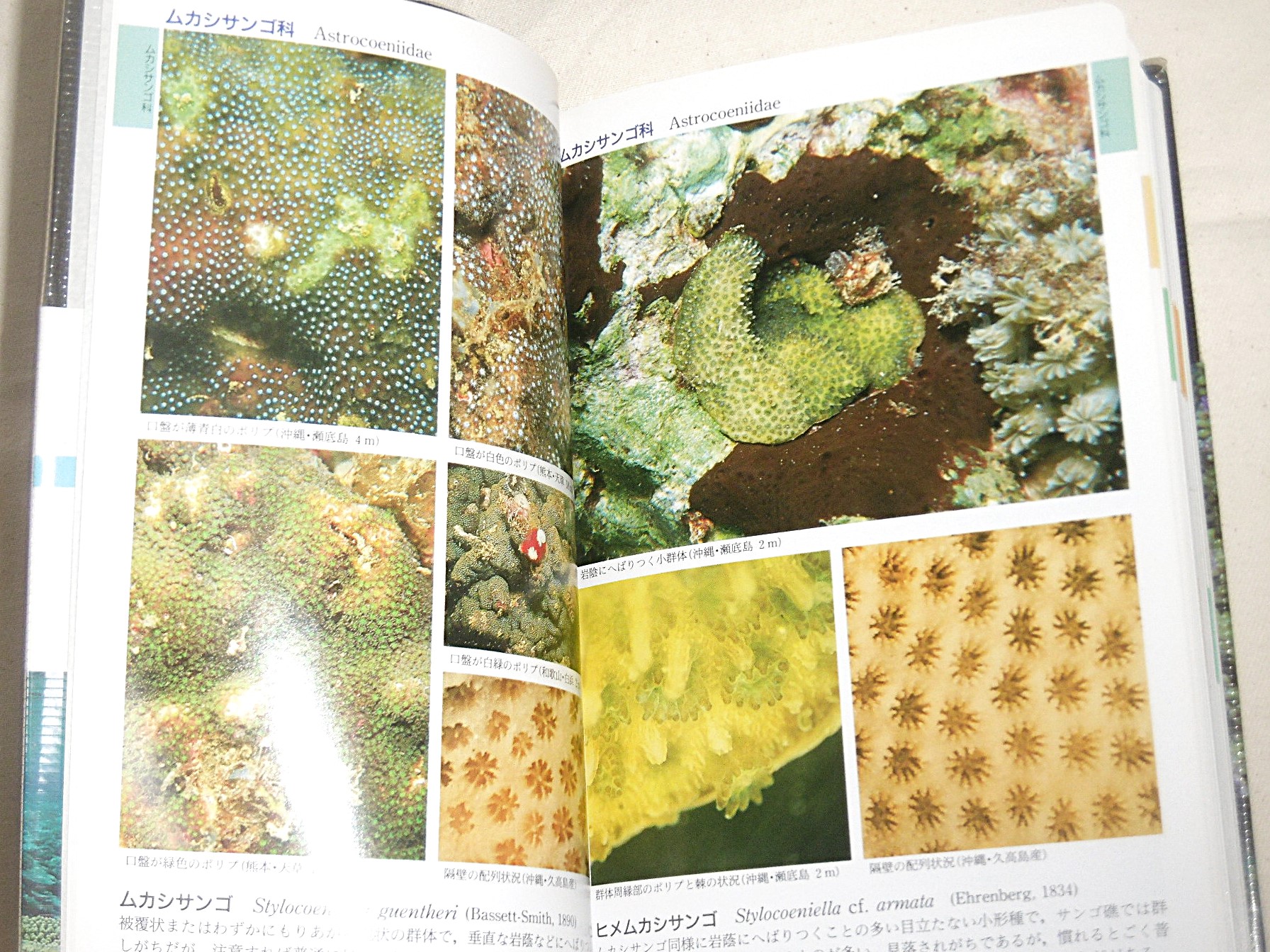 絶版 超レア！】日本の造礁サンゴ類 図鑑