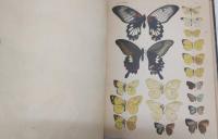 日本蝶類圖説(日本蝶類圖譜)：Rhopalocera nihonica : a description of the butterflies of Japan　(1886-1889)